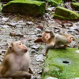 17K views · 374 reactions | Baby Monkey Learns to Walk  Step by step, this little one steals hearts!  #CuteMonkeyBaby #MonkeySteps #DailyMonkey #JungleStory | Monkey Royce | Facebook