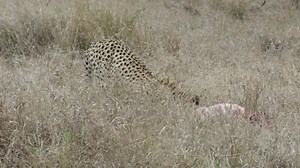 1.6M views · 10K reactions | Vultures chase cheetah off her meal, Kruger National Park, South Africa | Graeme Mitchley - Wildlife Photographer | Facebook