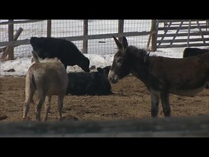 A Rancher Has Brought In Reinforcement To Help Protect His Cattle From Wolves