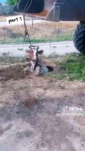 Une vache est tombée dans un puits de 300 mètres de long Pour voir ce qui s'est passé 😱😱 #tiktoklongs #tik_tok #explor #fyp #pourtoi #foryou #viral #fypシ #rpc_hogra @𝗛𝗶𝗰𝗵𝗮𝗺