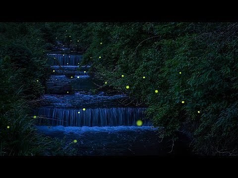 蛍の舞 dance of the fireflies 2014 (伊豆キャンプフィールドと清和県民の森のホタル)