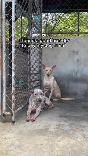 Adopt a Rescue Dog: Meet Loving Dogs Waiting for Families