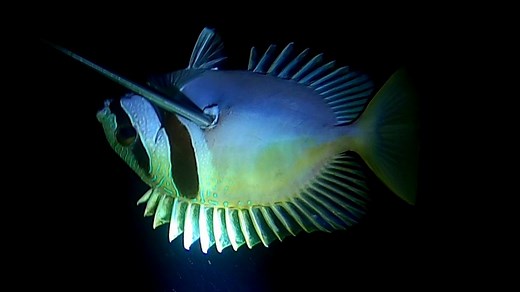 Night Spearfishing in Mindoro | Fishing Brothers PH