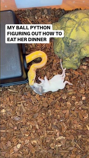 This Is How Ball Pythons Eat Their Food🐀🐍