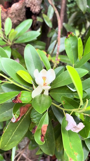 Discovering the Sweetbay Magnolia (Magnolia virginiana)