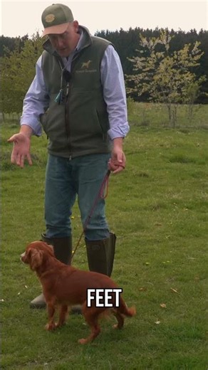 Dog Training In A Nutshell