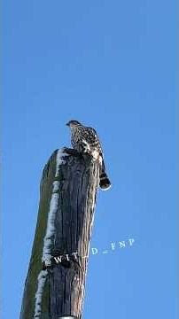 Cooper's Hawk + Merlin Eating #birdsofprey #coopershawk #merlin #accipiter #falcon #nature #GodBless