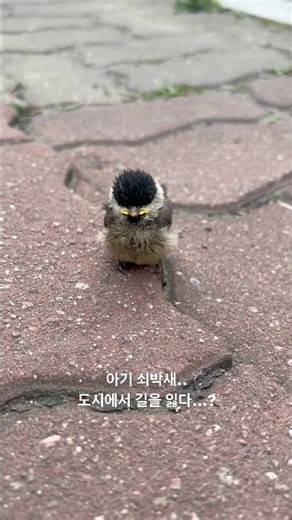 Baby Coal Tit Lost in the City | 도시에서 길을 잃은 아기 쇠박새 #아기새 #힐링숏츠 #healingvlog