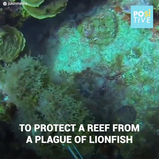 A man was having a quiet evening diving and collecting fish when something terrifying appeared on his way: a shark that did not hesitate to attack him. The diver despaired, but he had to keep focused to defend himself with the only thing he had at hand: a slim harpoon. Subscribe for more http://bit.ly/yt-positive | Positive