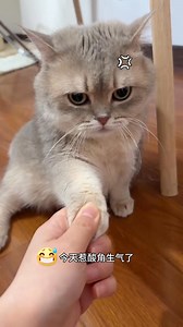 #funnycomedycat | Funny Comedy Cat