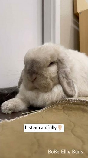 My bunny purr when she's content 🐰😇