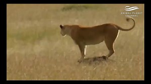 21K views · 657 reactions |  | Animal Planet Channel | Facebook