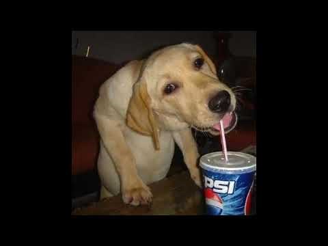 Dog drinking pepsi