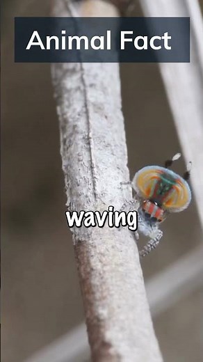 The Spider's Seduction: Unraveling the Intricate Mating Dance of the Peacock Spider #animalfacts