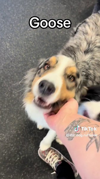 Replying to @michealudg River’s an Olympic air swimmer 🥇 #aussie #doggydaycare #dogsoftiktok #dog #puppy #foryou