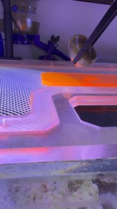 The mantis shrimp's punching ability is amazing 😳😳 . . . . . #mantisshrimp #exoticpets #aquarium #coral #marinebiology #shrimp #shrimpgang | Hai Hai