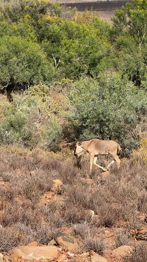 Understanding the Gentle Nature of Gnus in Africa