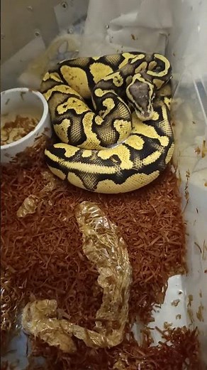 Firefly Chocolate Orange Dream! INSANE Ball Python Morph Reveal 🐍🔥 | Fresh Shed & Chunky!