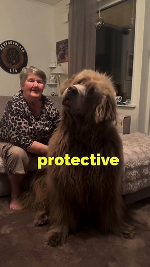 "Nanny Dog - Newfoundland Breed" #shorts #pets #petslove