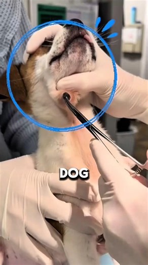 An Intense Tug of War: Vet vs. Larva 😳