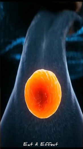 Dried Apricots: What Happens Inside Your Body? 🍑 | Amazing Digestion Visualization