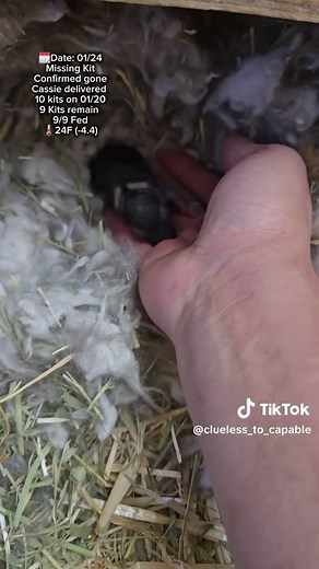 Raising Baby Rabbits: The Journey of a Runt