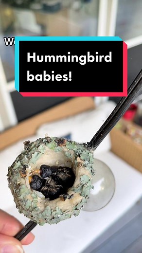 Hummingbird Nest Hatching on Hanging Lights