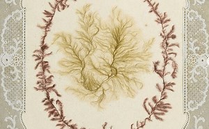 19th century marine algae art