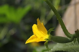 Male and Female Cantaloupe Flowers: What’s the Difference? - FarmingThing.com