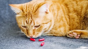 How Long Does Gabapentin Last In Cats? 2026 - Vet Ranch - We Love Pets