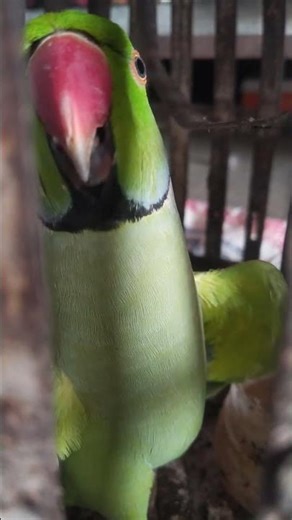 Amazing Talking Parrot 🦜🔥 | Smart Bird Speaking Like Human 😍