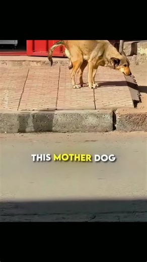 Puppy Finds Love in Cat Mom's Care