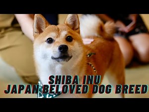Shiba Inu Secrets: Discover Japan's Beloved Dog Breed