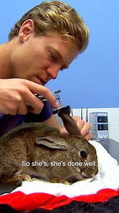 Have you seen this bunny? 🐰 Lost Bunny found on Bondi Beach is looking for a family! | Bondi Vet