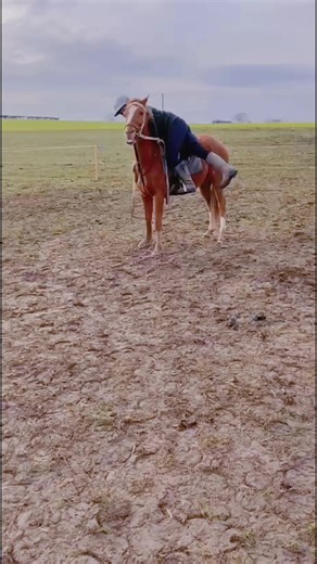 First day to 15 days later happily listening to a young rider #younghorses #horsemanship #polopony #polo #countrylife
