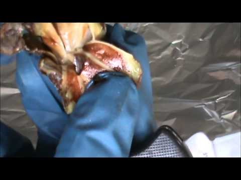 Extracting seeds from a pine cone and trying to grow a pine tree