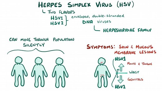 Video: Herpes simplex virus - Video Explanation! | Osmosis | Osmosis