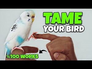 How to Tame Your Bird (EASY Step by Step)