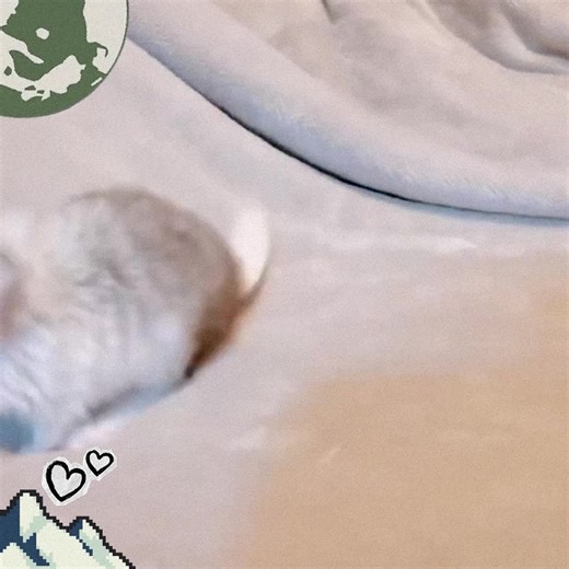 Adorable Chinchilla Baby Animals