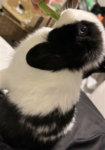 Bella loves strawberries 🍓🐰 #petsoftiktok #bunny #rabbitsoftiktok #bunniesoftiktok #petlover