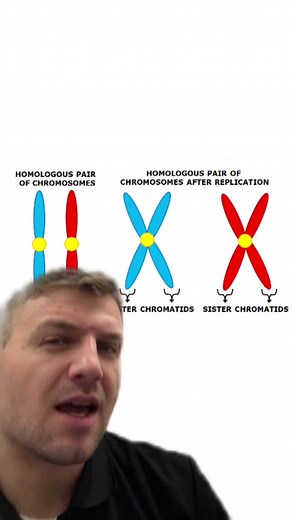 Homologous Chromosomes vs. Sister Chromatids Explained