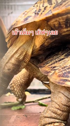 Rare video of tortoise mating