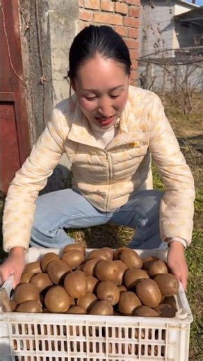 Fresh Kiwifruit Farmer Showcasing Harvest During Livestream🥝👍