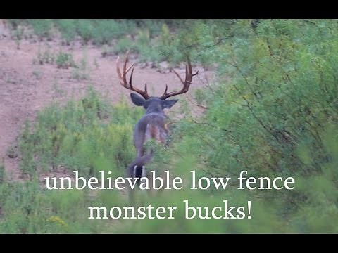 South Texas Deer Hunting