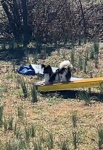 Confident speedy ‘Role #agilitytraining #agility #agilitydog #papillon #papillondog