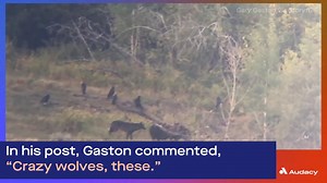 Watch as this cheeky wolf is seen repeatedly biting a grizzly bear on the butt in a national park 🐺 | Audacy