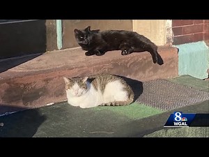 Unleashed dog kills two beloved neighborhood cats