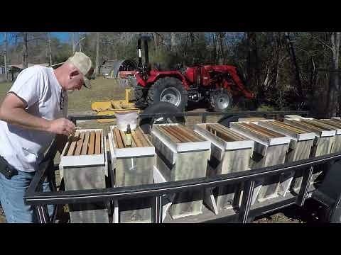 Setting Up Swarm Traps 2024