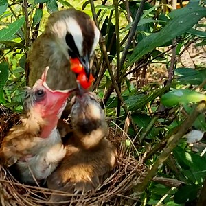 31K views · 349 reactions | Top momen induk memberi makanan buah segar saat cuaca panas #birds #trucuk #bulbul #nationalgeopark #wildlife #wildbird #birdlovers #beautifulbird #birdwatching #natute #animals | Camera Birds23 | Facebook