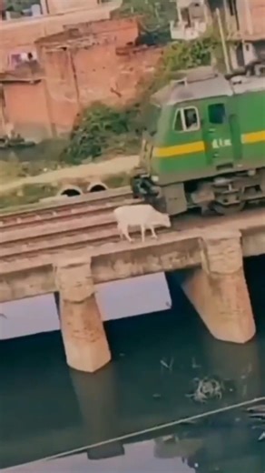 OMG!! The cow almost died in a train crash😟__ I hope the cow is fine🥺 #shorts #cow
